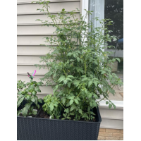 Готовая грядка на ножках Сплендор (Splendor) антрацит